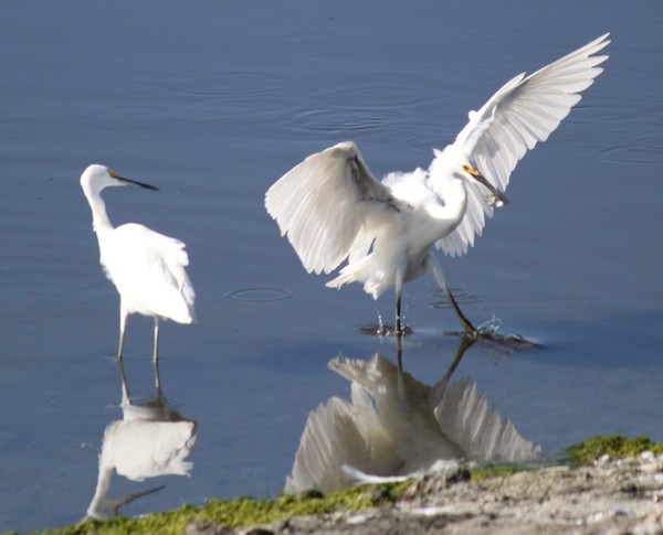 Snowy Egret