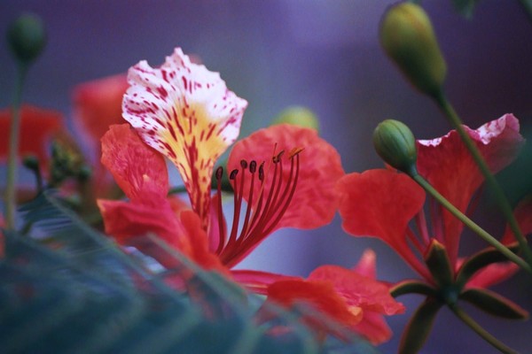 Hawaii Flower