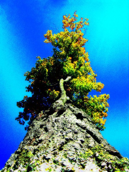 Titan's Tree