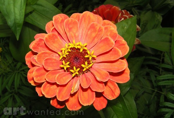 Power Of A Flower