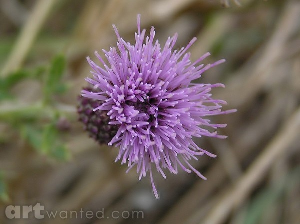 Canadian Thistle