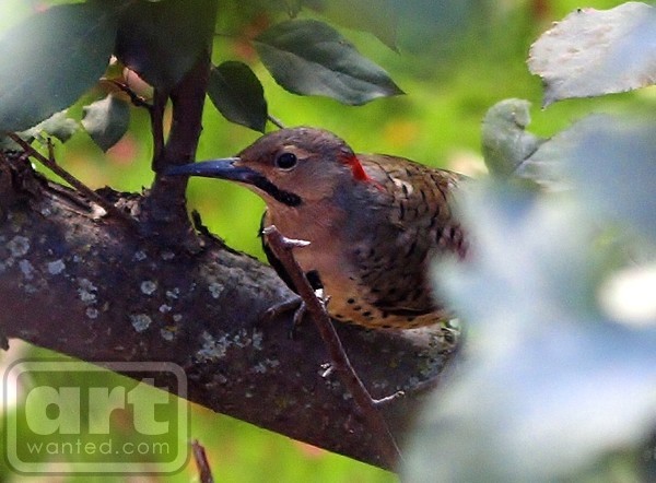 NORTHERN YELLOW SHAFTED FLICKER 2