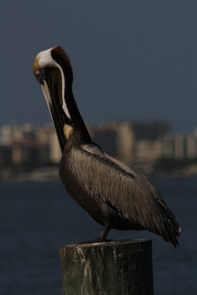 Pelican