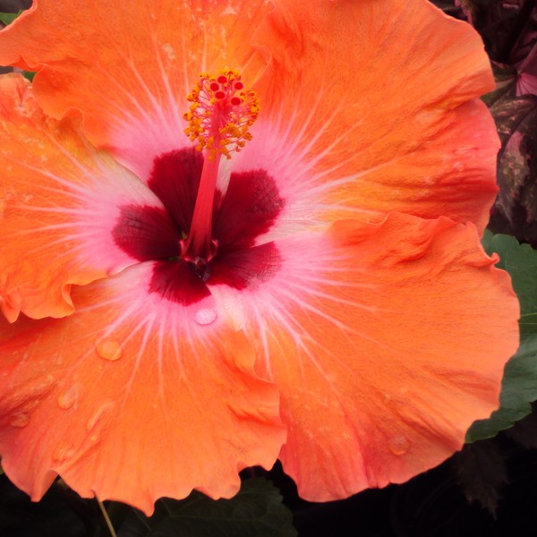 Hibiscus- orange