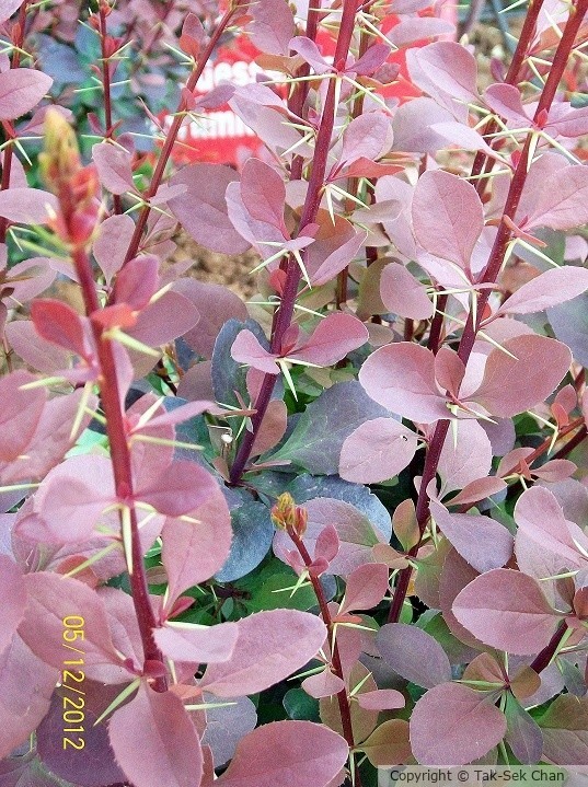Barberry (Berberis thunbergii) Turkey, 05-12-2012