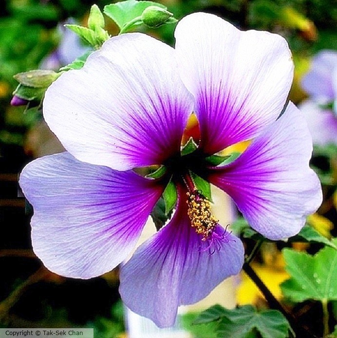 Hibiscus syriacus, Russell's, Wayland, MA  05-29-2022