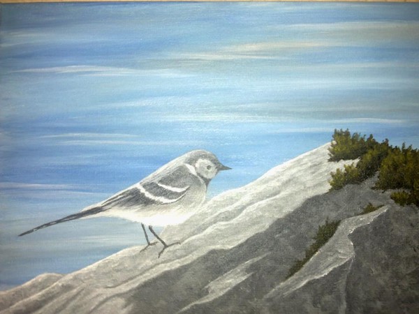 Wagtail on the Rocks