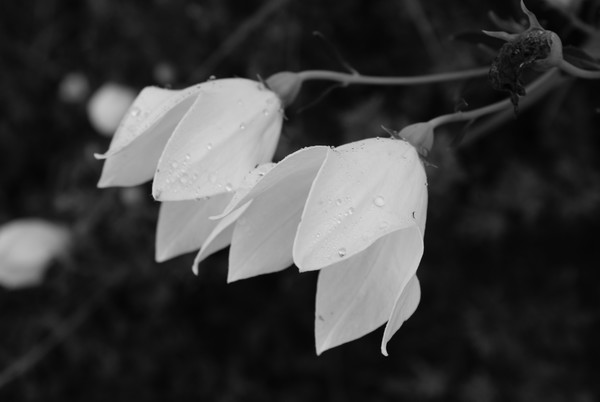 Twin Flowers