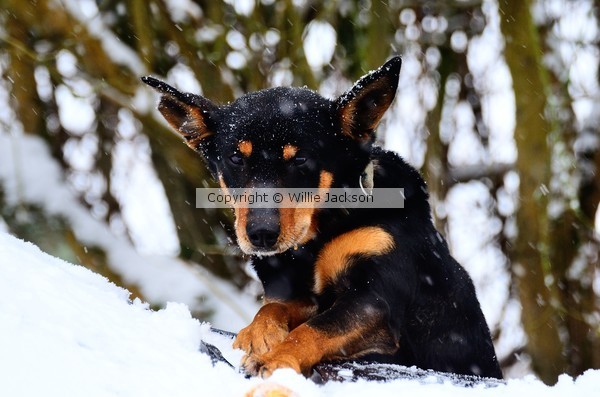 Kelpie in the snow