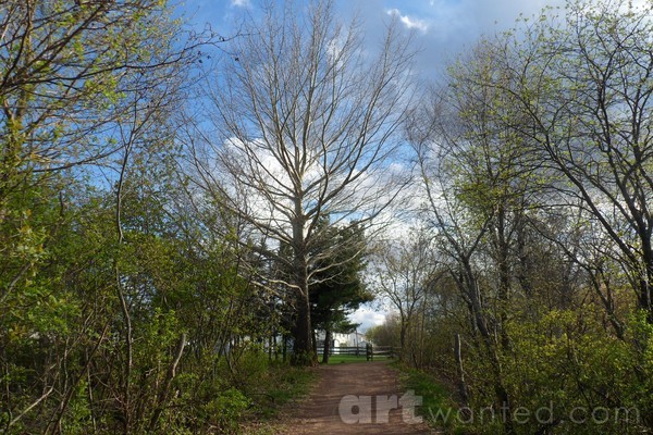 Into the Forest