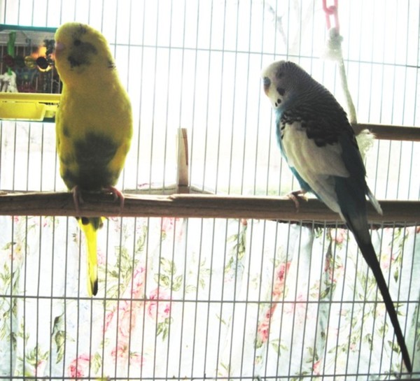 Willow and Wookie, my Parakeet Watchbirds