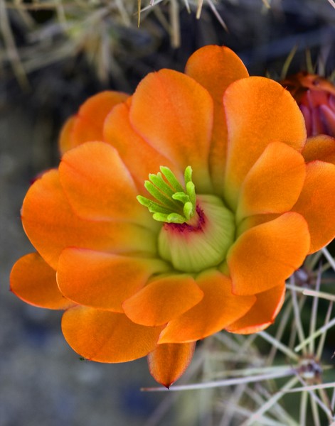 Orange Catus