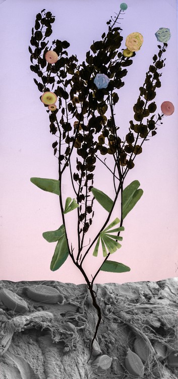 Amalgamated Fragmentation / Plastisphere-Plant 5