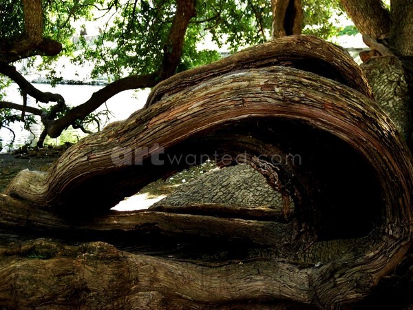 Driftwood Sculpture