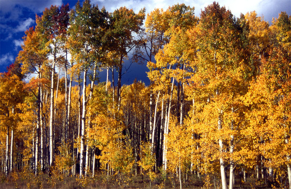 Storm Clouds Behind Aspens