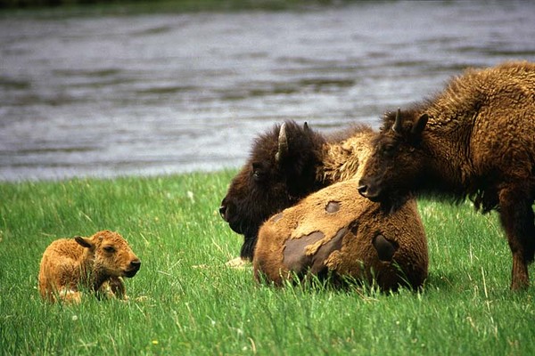 A Family Affair