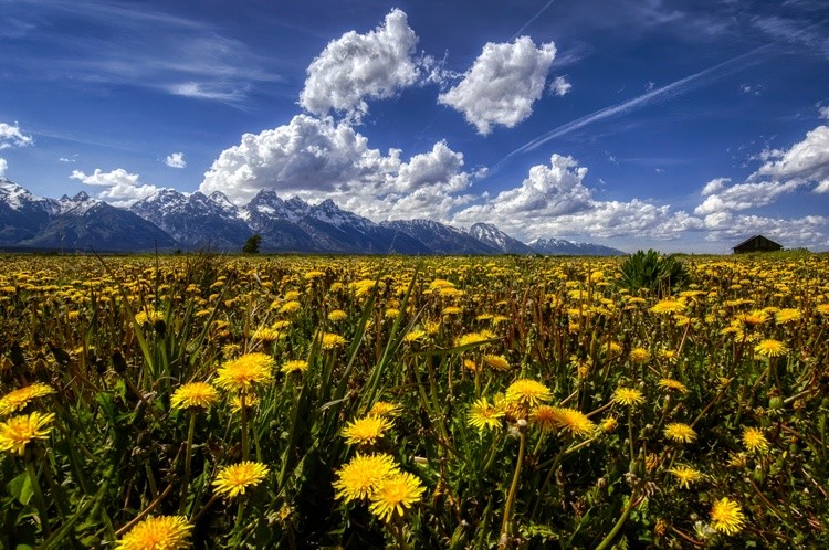 A Ground Squirrels View of the Teton