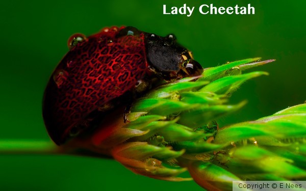 ENeesLadyCheetah