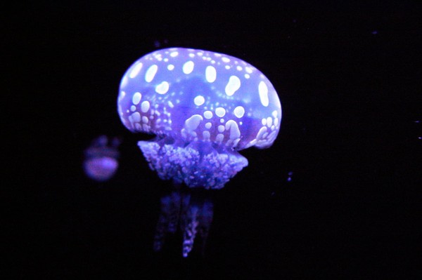The Ugly Jellyfish