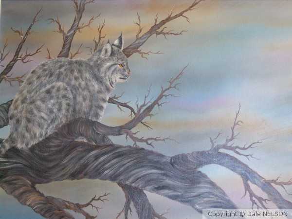 Bobcat
