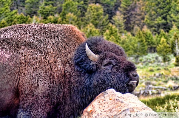 Bison