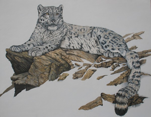 Snow Leopard