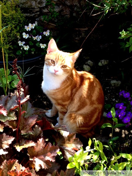 Orion, posing in the garden ;-)