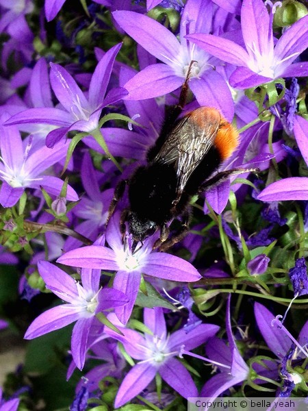 bee in the bells