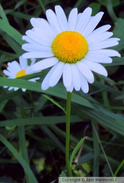 Daisy
