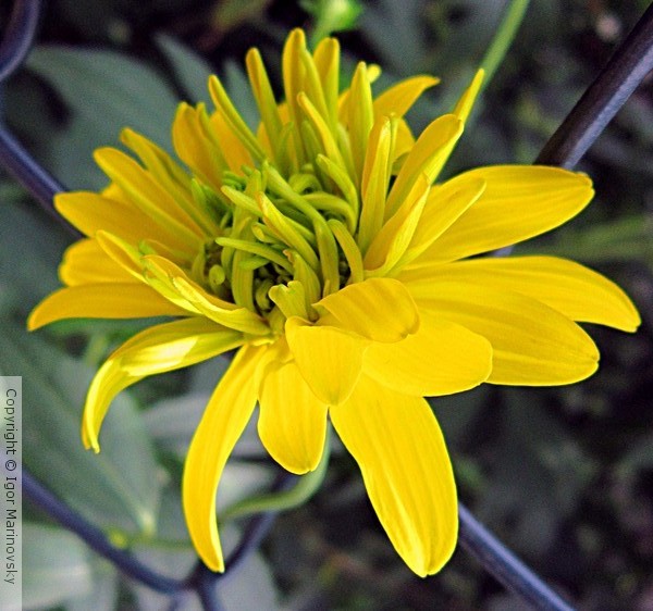 Yellow flower