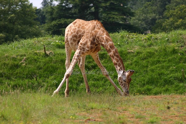 Grazing