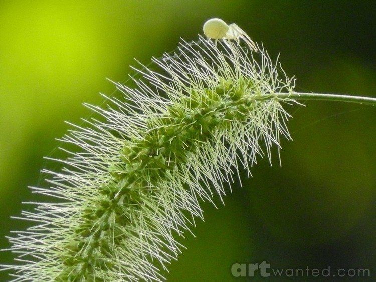 Itsy Bitsy Spider