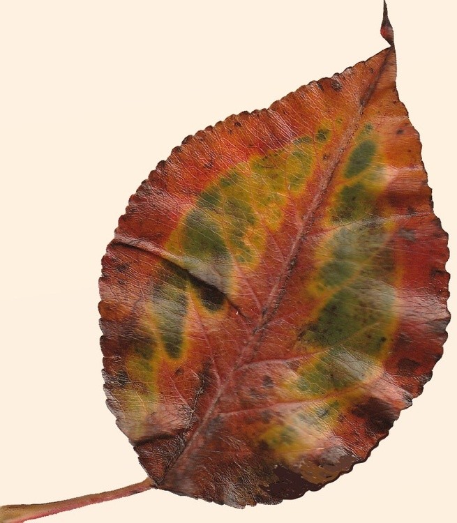 the leaf