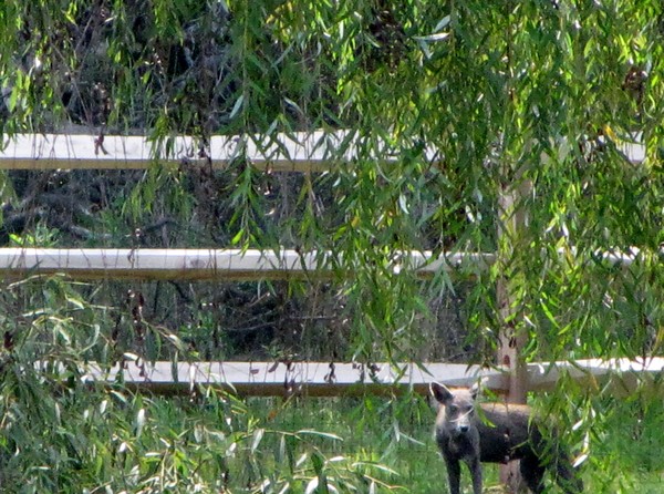 coyote in the willows