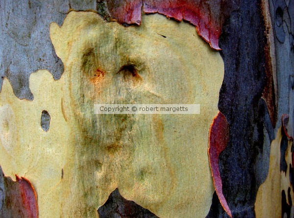 2 WILD TREE BARK