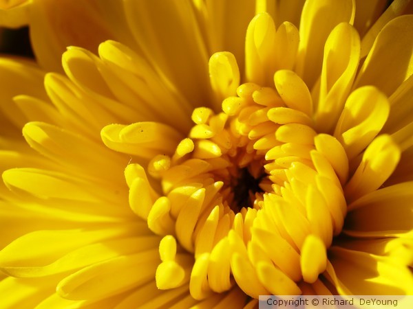 EASTER FLOWER
