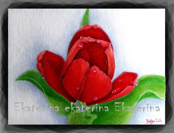 tulip