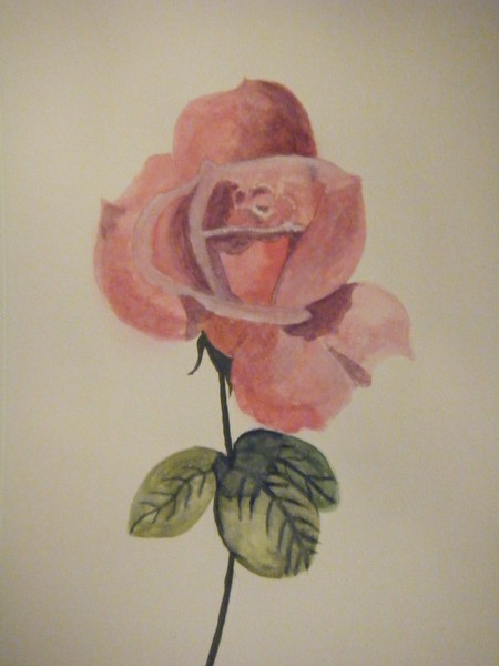 the pink rose