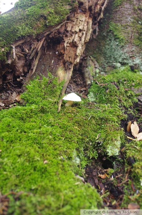 Single Shroom