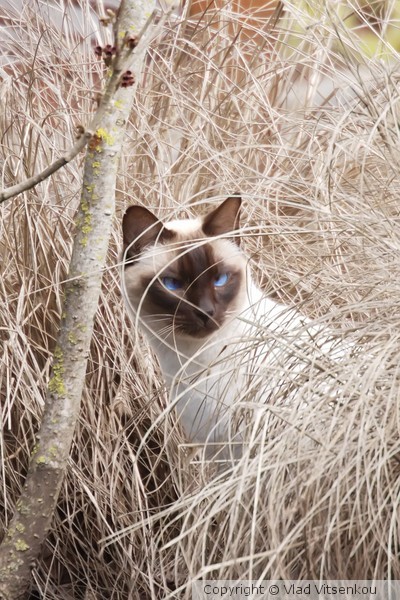 Blondie Cat