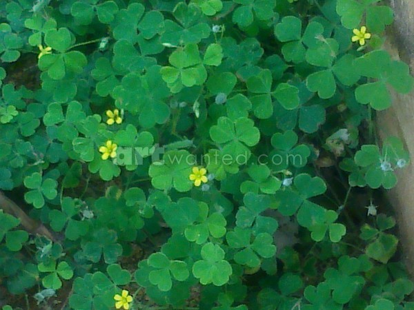 wild flowers