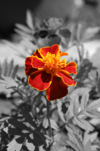 Marigold Spider Shelter