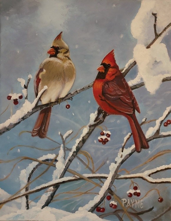 Winter Cardinals from Heaven