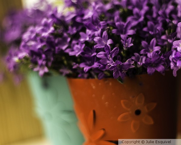 purpleflower