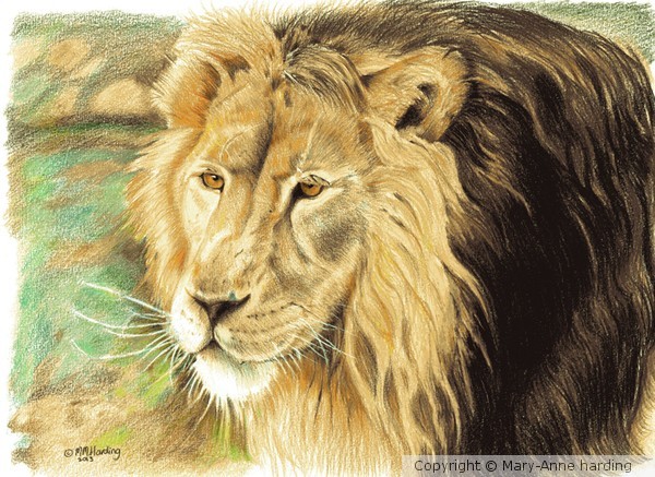 King of the Pride