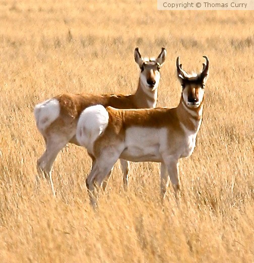 If we were Prong Horns II