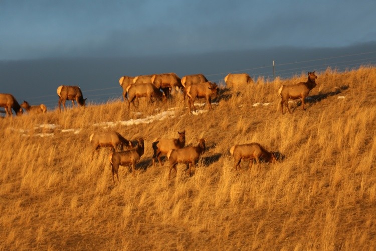 Elk at sunrise 