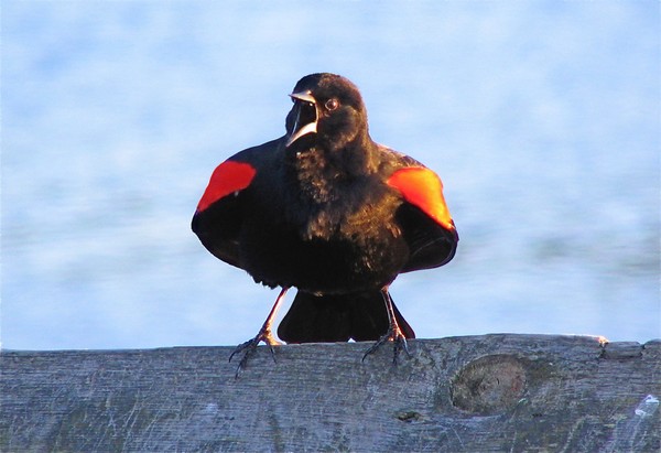 Redwing Blackbird