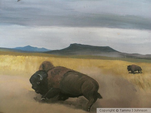 buffalo fighting, Square butte, MT