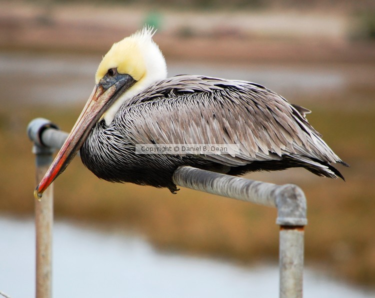 Pelican on a Rail